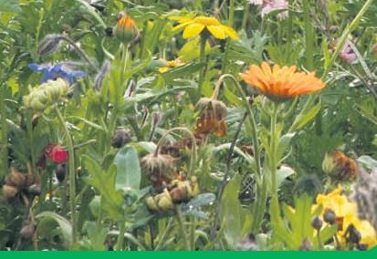 BIODIVERSITEIT KLEURIGE BLOEI 100 GR - Afbeelding 3