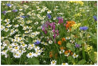 BIODIVERSITEIT GP VELDBLOEMEN 100 GR - Afbeelding 3