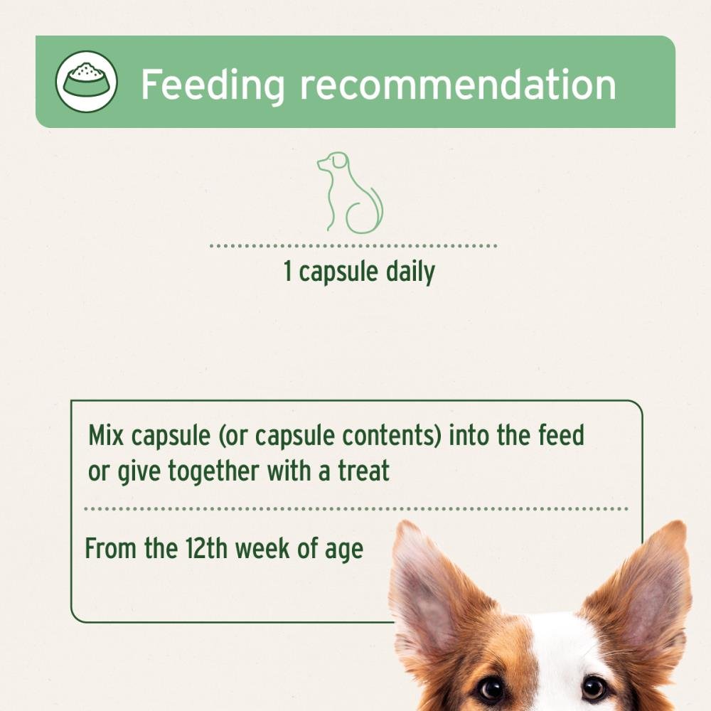 AniForte Tick Shield medium honden 60 capsules - Afbeelding 4